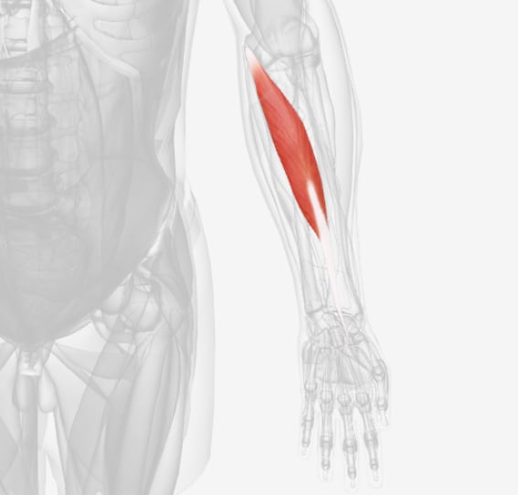 <p>what muscle is this</p>