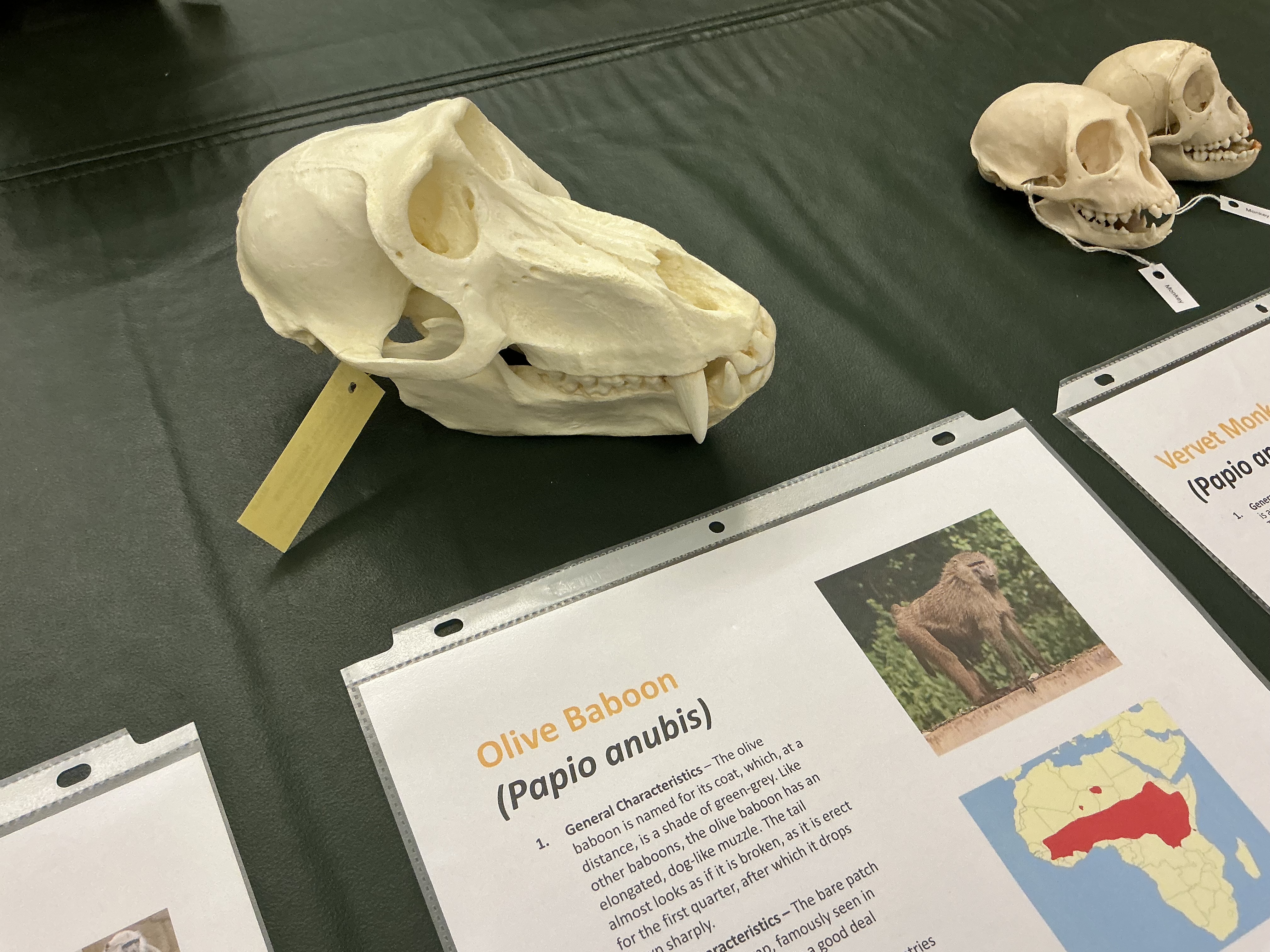 <p>What is the name of the bare patch in olive baboon?</p>