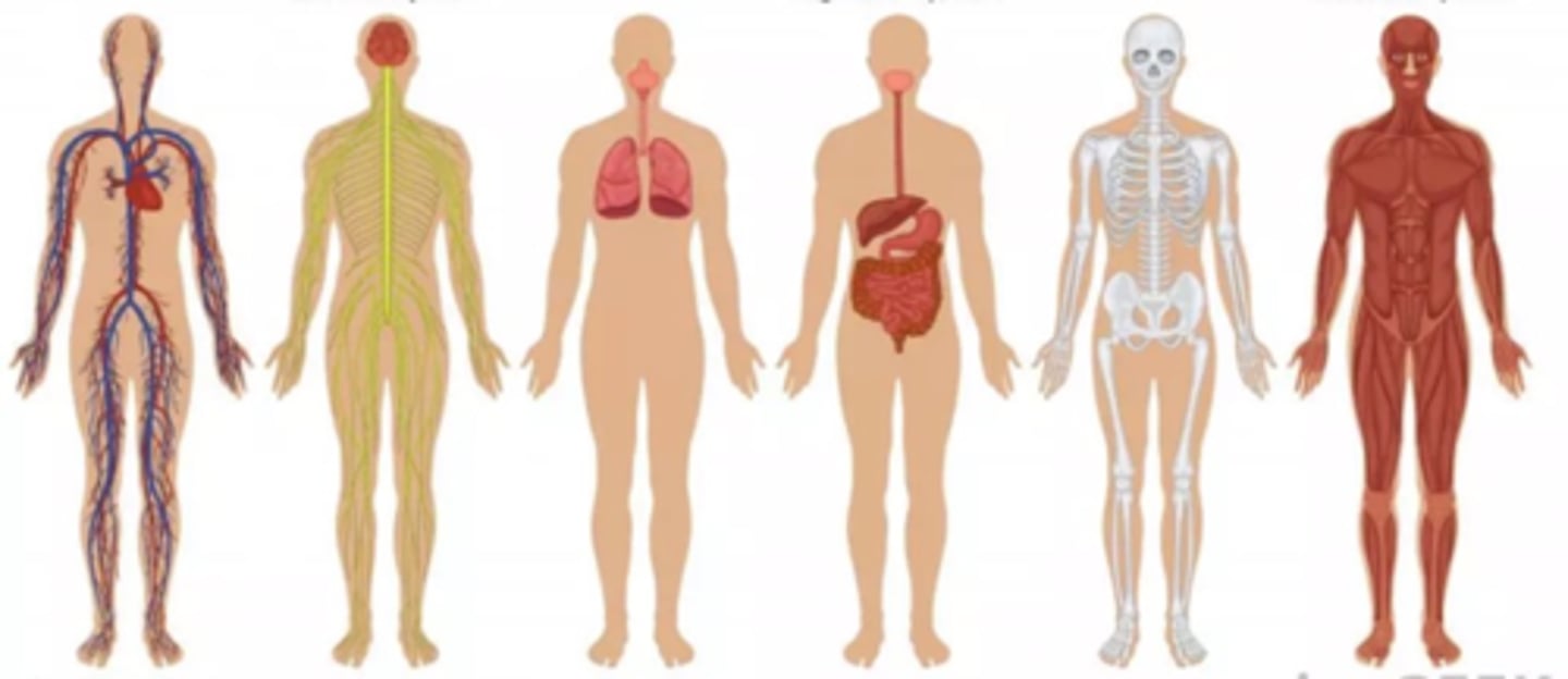 <p>is the study of structures of <strong><u><mark data-color="red" style="background-color: red; color: inherit;">specific systems</mark></u></strong><u><mark data-color="red" style="background-color: red; color: inherit;"> of the body</mark></u>.</p>