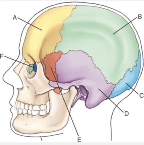<p>E is:</p>