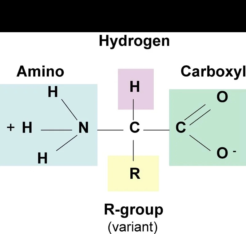 <p>polymers made of amino acid monomers; has an R group as a placeholder; are used for enzymes, hormones, and antibodies; consists of the elements O, H, C, N, and sometimes S</p>