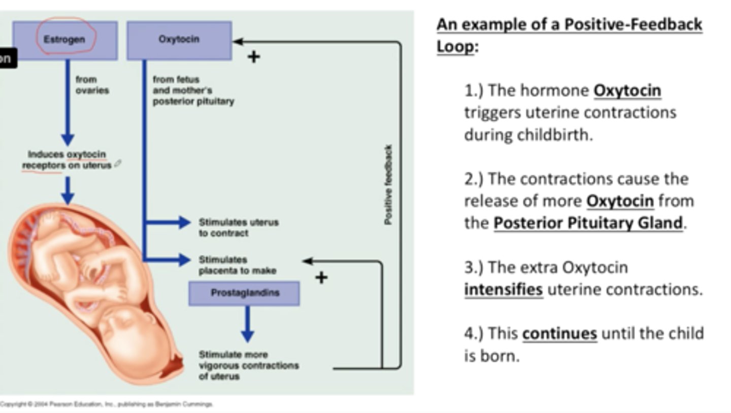 <p>When the fetus stimulates the placenta to make prostaglandins, the prostaglandins stimulate the placenta smooth muscle to contract, contractions push the baby's head against the cervical opening at the base of the uterus, activating pressure receptors, engaging a nerve cell based process, releasing oxytocin from the posterior pituitary, stimulating more contractions, pushing the baby's head more strongly against the cervical opening. Overall, increasing cervical pressure increases activation of pressure receptors, increases stimulation of uterine contractions through prostaglandin production from placenta and oxytocin from posterior pituitary. Diagram for this in notes.</p>