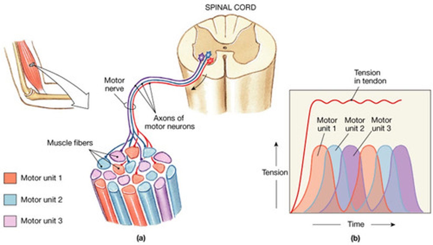 <p>the activation of additional motor units to increase muscle strength and force of contraction</p>
