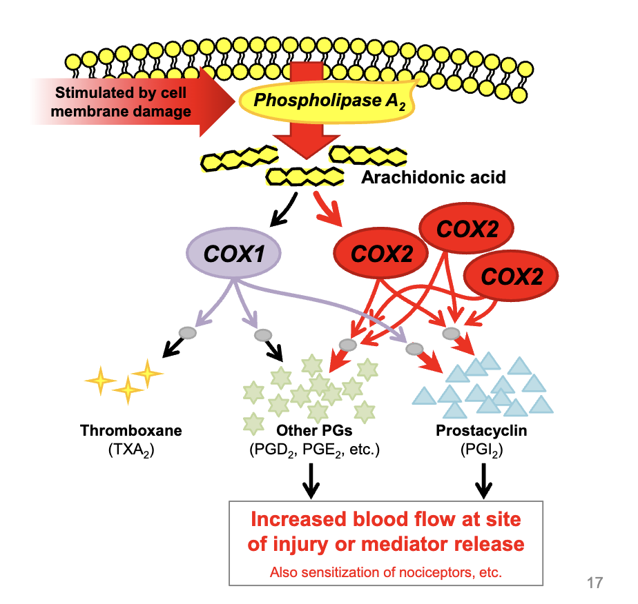 <p>inflammation</p><ul><li><p>redness</p></li><li><p>swelling </p></li><li><p>heat </p></li><li><p>pain</p></li><li><p>loss of function</p></li></ul><p></p>