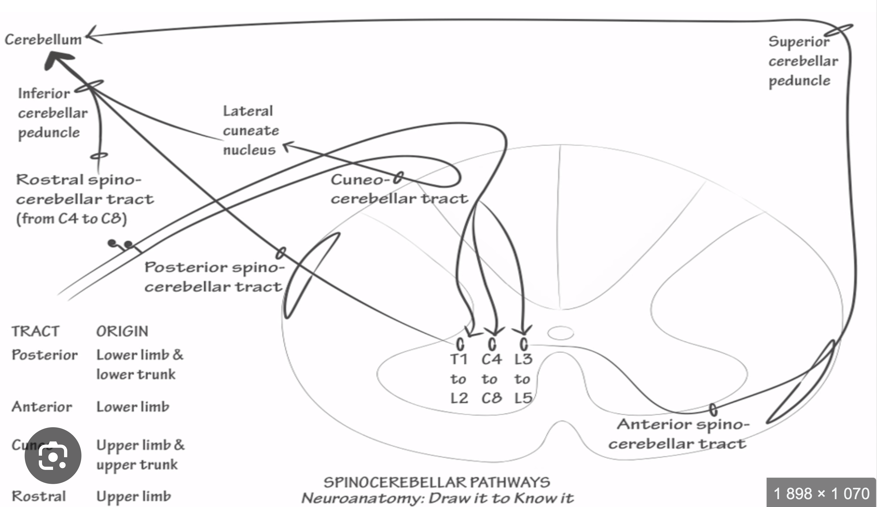 <p>Anterior Spinocerebellar Tract</p>