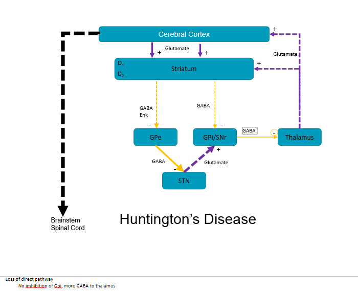 <ul><li><p>loss of movement </p></li></ul><p></p>