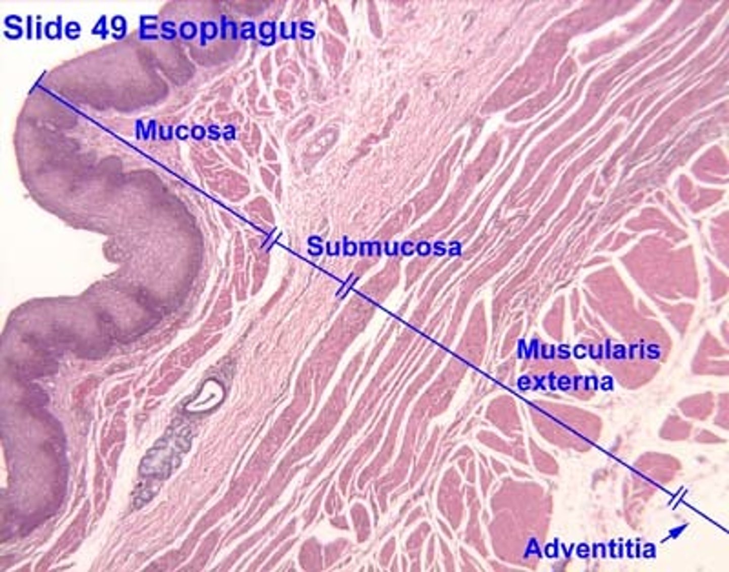 <p>- layer below the mucosa</p><p>- composed of dense irregular connective tissue, and contains blood vessels, lymphatics, glands, and nerve plexuses</p><p>(look at image in notes)</p>