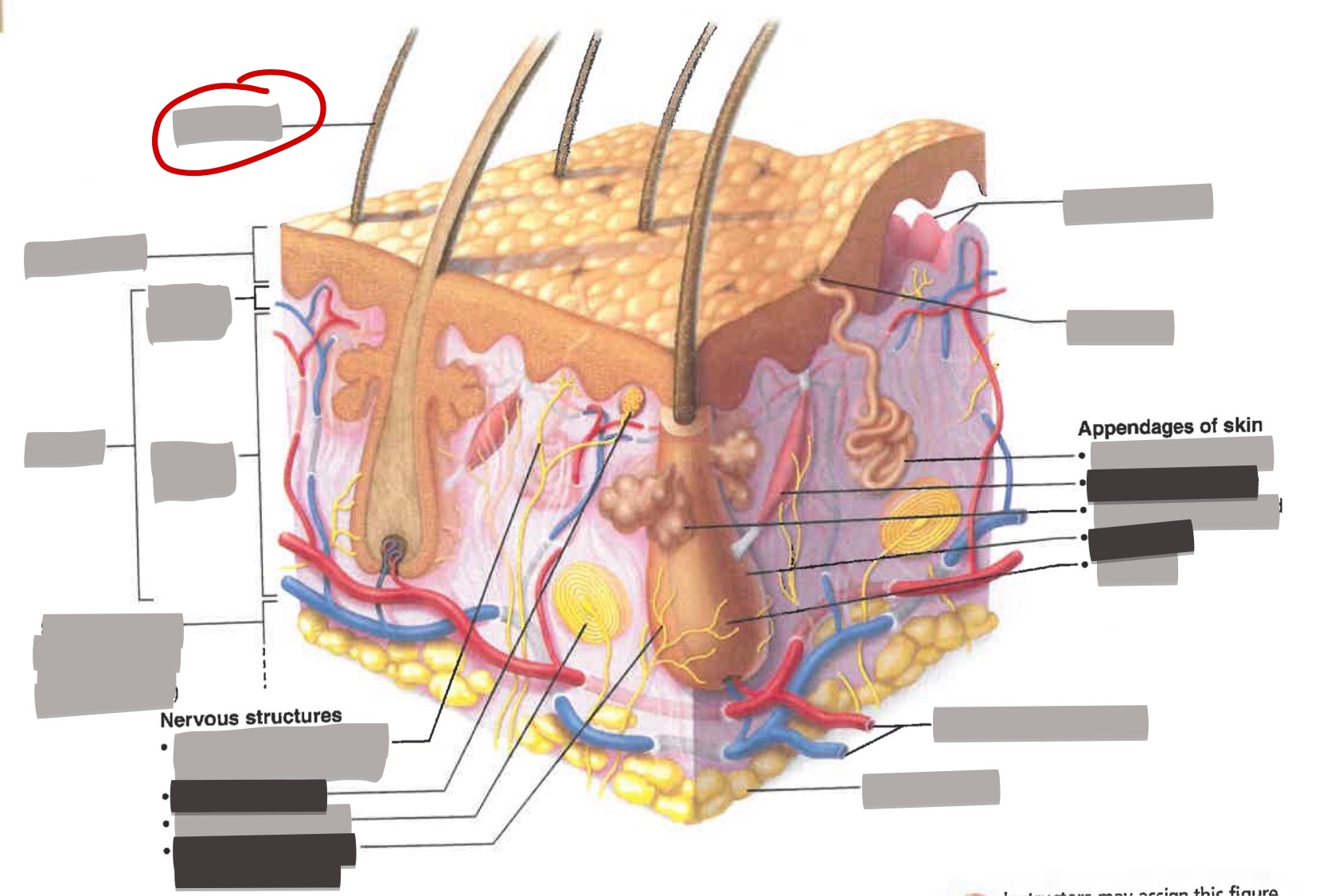 term image