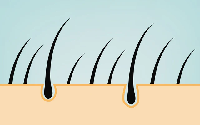 <p>part of hair that is above the epidermis but not anchored to the follicle</p>