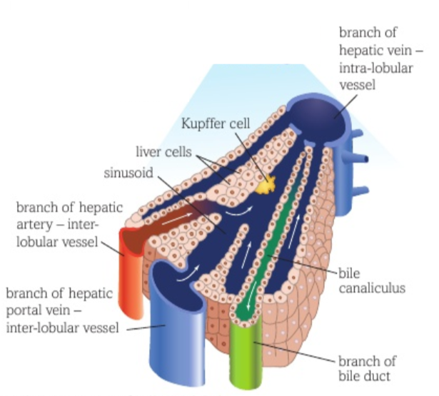 <p>Bile canuliculus, bile duct (branch), hepatic portal vein (branch), hepatic artery (branch), sinusoid, hepatocytes, kupffer cell, central vein</p>