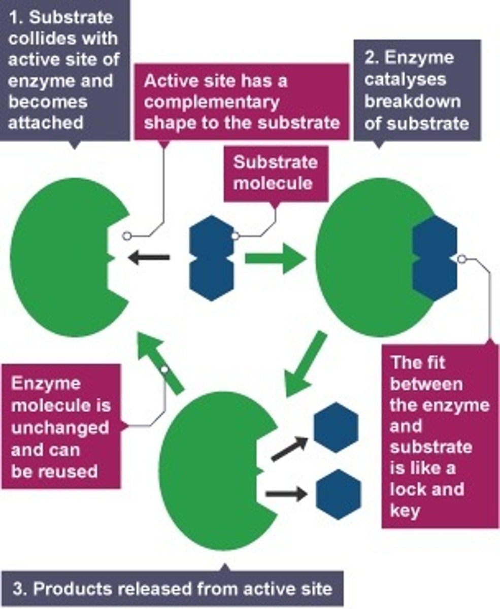 <p>lock and key theory</p>