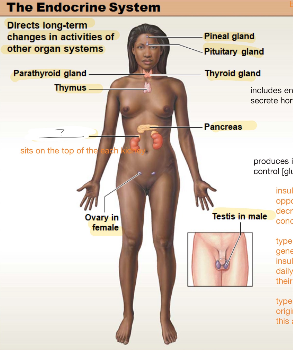 <p>sits on top of each kidney</p>