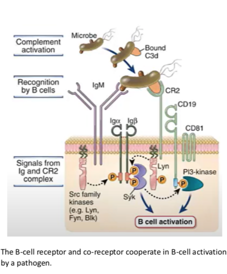 BCR complex