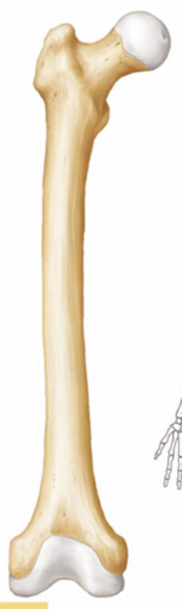 <p>What kind of bone is this?</p>