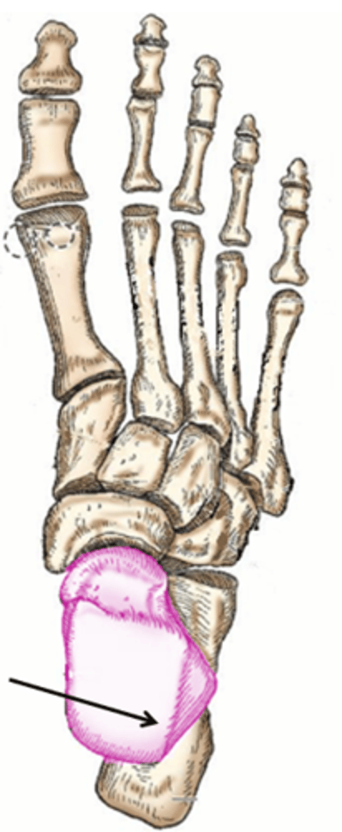 <p>talus of the tarsal</p>