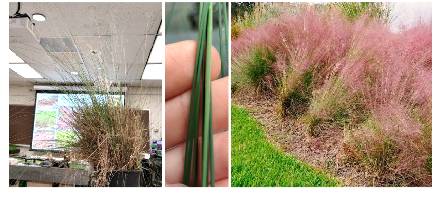 <p>Muhly Grass</p>