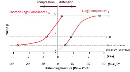 <ul><li><p><span>At high volumes the thorax is being distended.</span></p><ul><li><p><span>If we take a deep breath in to TLC at this point we stretch thoracic cage beyond its equilibrium volume so it will now have the tendency to collapse.</span></p></li></ul></li><li><p><span>The chest walls equilibrium volume is around 5L.</span></p><ul><li><p><span>When we are breathing in the chest wall is moving towards where it wants to go (being helped) but after large inspiration chest wall wants to collapse. (at the point where it crosses the y axis)</span></p></li></ul></li></ul>