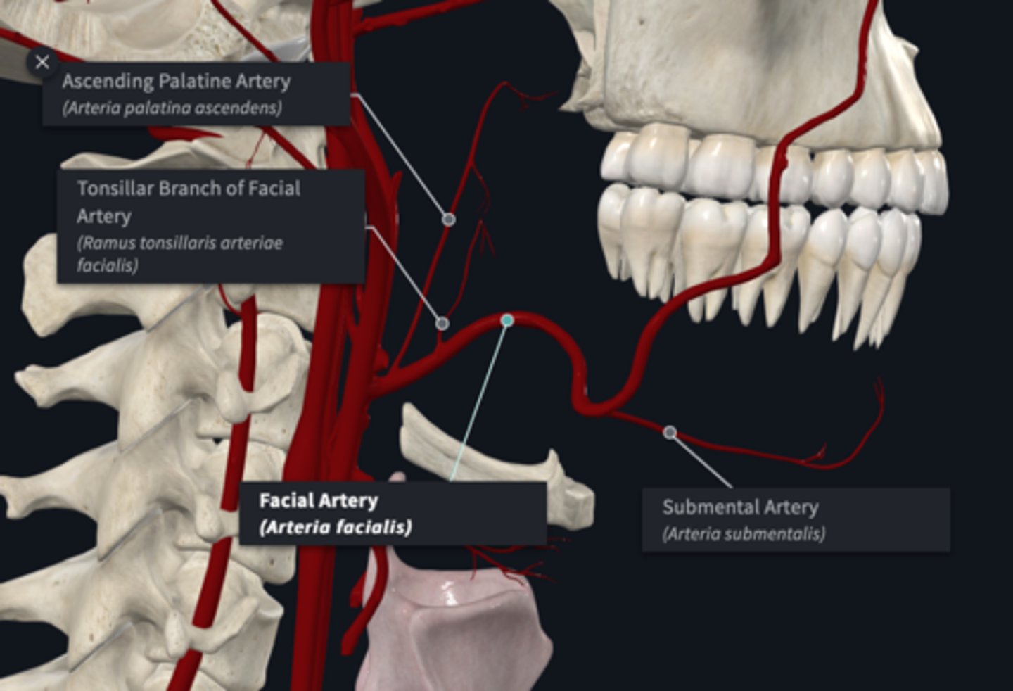 <p>What are the branches of the facial artery (anterior) of the external carotid artery? (3)</p>