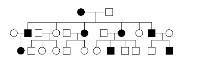 <p>mainly from Aa X aa, affected can be Aa or AA, all must have one affected parent, 50% offspring affected, both males and females affected and no alternation of sexes </p>