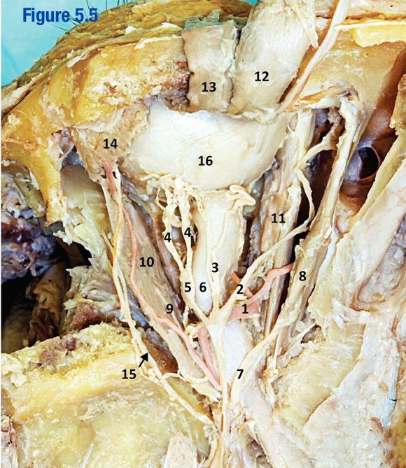 <p>Where para/pre from CN III synapse before going to ciliary m. and/or sphinctor pupillae (include number in attached image)</p>