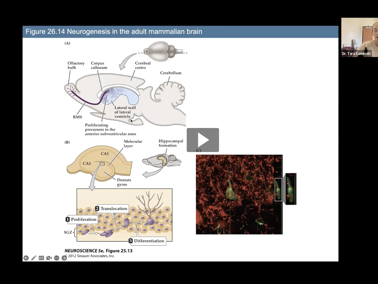 <p>Fig 26.14- Neurogenesis regions in mammalian brain</p>