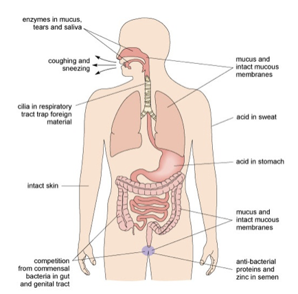 <ul><li><p>Protect pathogens from entering body</p></li><li><p>Examples: Skin Mucous membranes Stomach Acid</p></li></ul>