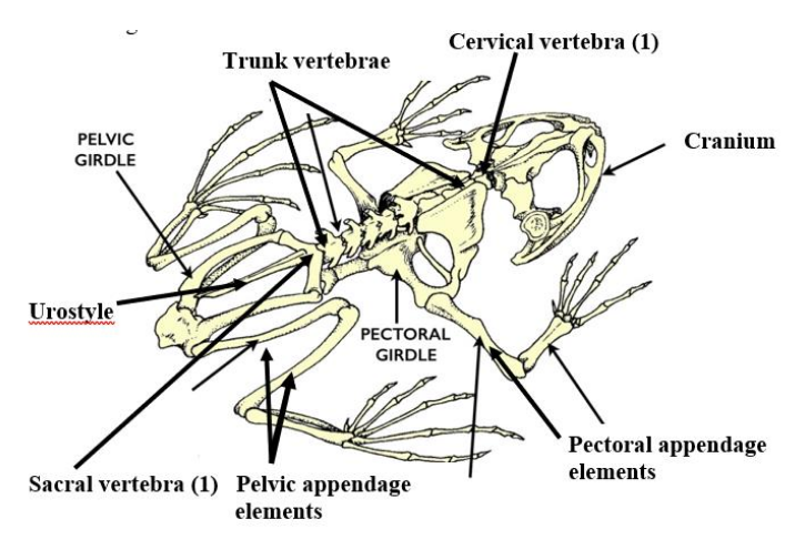 <p>Urostyle</p>