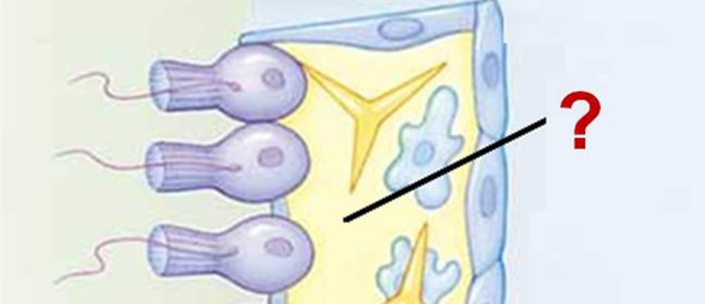 <p>collagen-like gel containing suspended cells that perform various functions in the sponge</p>