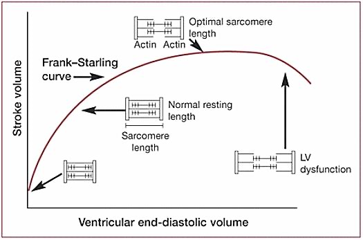 <ul><li><p>เมื่อกล้ามเนื้อยืดออกมาก → แรงหดมากตาม</p></li><li><p>แต่ถ้ายืดเกิน resting length → แรงหดลดลง</p></li><li><p>แล้วเมื่อยืดไปมากขั้นอีก → <span style="color: red;">ไม่</span>สามารถกลับมาหดตัวได้อีก</p></li><li><p>เด่นในกล้ามเนื้อหัวใจ</p></li></ul><p></p>
