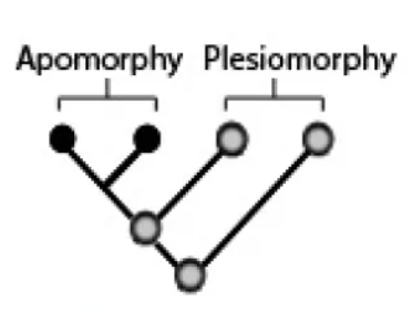 a derived character state (any trait that is an innovation along an evolutionary lineage)