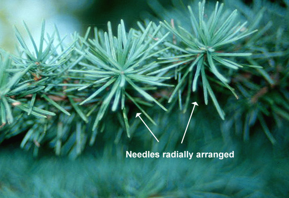<p>Conifer. Narrowly conical, branches and twigs thin and nodding, bark grey to reddish brown, scaly and deeply fissured. Needles arranged radially around the stem but densest on the upper side, linear 10-20mm long, stomatal lines on both sides, base attached to the stem via a roundish peg and short petiole,. On short lateral branches the needles are grouped in star-like clusters.Cones oblong-cylindrical, stalkless, 5-8cm long, pendulous, often purple when young.</p>