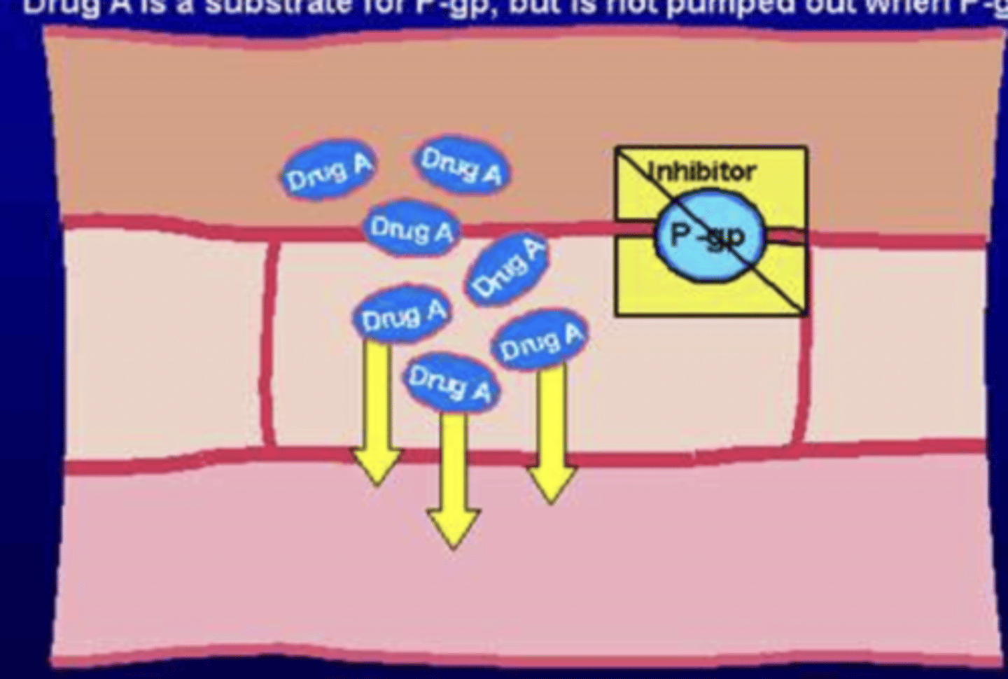 <p>- drug A will reach the intestinal wall, but is NOT pumped out bc P-gp is blocked</p><p>- nothing will bring the drug back to the lumen</p><p>- plasma concentration of A increases --&gt; leads to toxicosis</p>