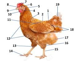 <p>Which part of the chicken is 9?</p>