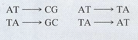 <p>What DNA level mutation is this image an example of?</p>