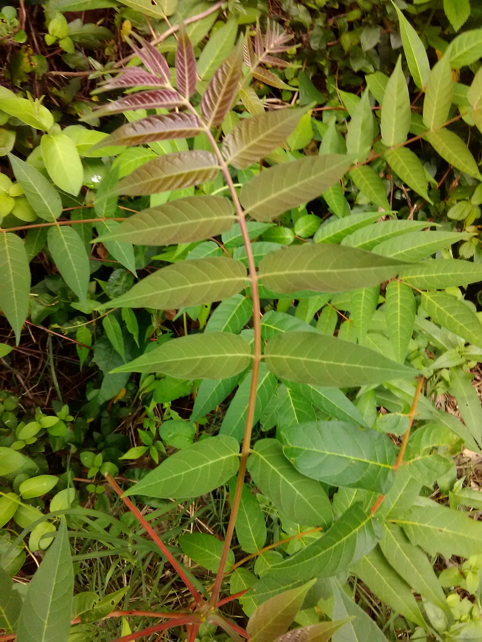 <p>MN early detection species.</p>