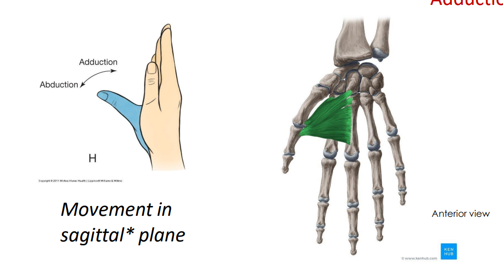 <p>- movement of thumb</p><p>- adductor of pollicis (thumb)</p><p>- movement in sagittal plane</p><p>- on digit 1, 2 and 3</p><p>ANIMATION ON SLIDE 32</p>