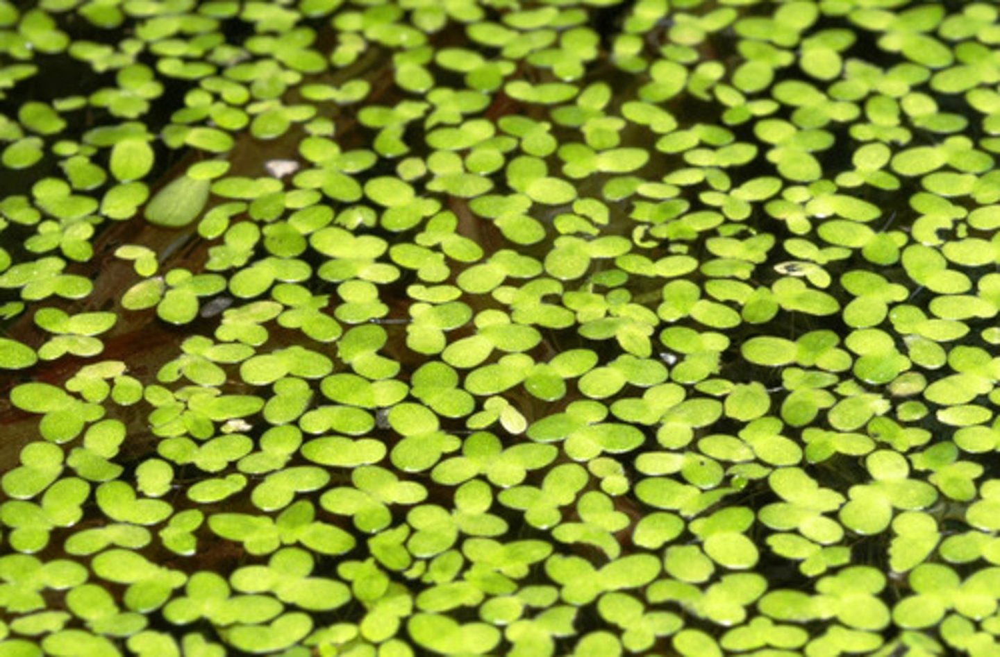<p>Lemna spp. (araceae)</p>