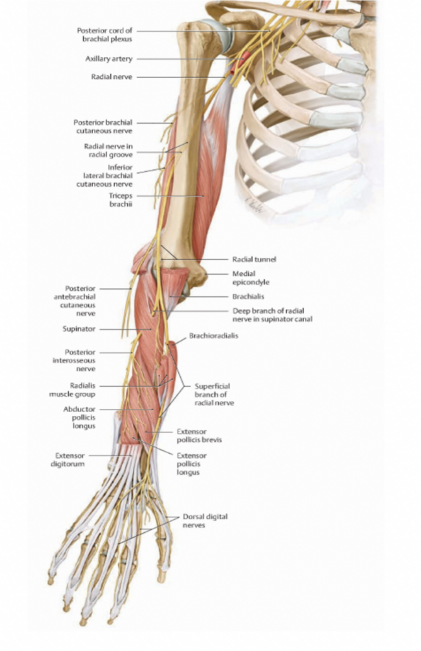 <p><span>Triceps,</span></p><p style="text-align: left;"><span>Anconeus,</span></p><p style="text-align: left;"><span>Brachioradialis</span></p><p style="text-align: left;"><span>ECRL, ECRB</span></p><p style="text-align: left;"><span>Supinator</span></p><p style="text-align: left;"><span>Extensor Digitorum</span></p><p style="text-align: left;"><span>Extensor Digiti Minimi</span></p><p style="text-align: left;"><span>Extensor Carpi Ulnaris</span></p><p style="text-align: left;"><span>EPL, EPB</span></p><p style="text-align: left;"><span>Extensor Indicis</span></p><p><span>Abductor Pollicis longus</span></p>