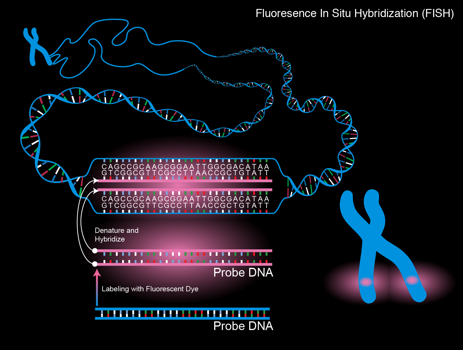 <p>Single-stranded DNA or RNA segments that have been constructed in a laboratory either marked radioactive or fluorescent.</p>