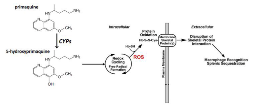 <p>Oxidized by CYP enzymes to 5-hydroxyprimaquine → redox cycling to produce ROS → attack hemoglobin-sulfhydryl groups → Hb-thiyl radicals → binding of radicals to Cys in membrane skeletal proteins → disruption of skeletal protein interaction is recognized by macrophage → destruction of cells in the spleen </p>