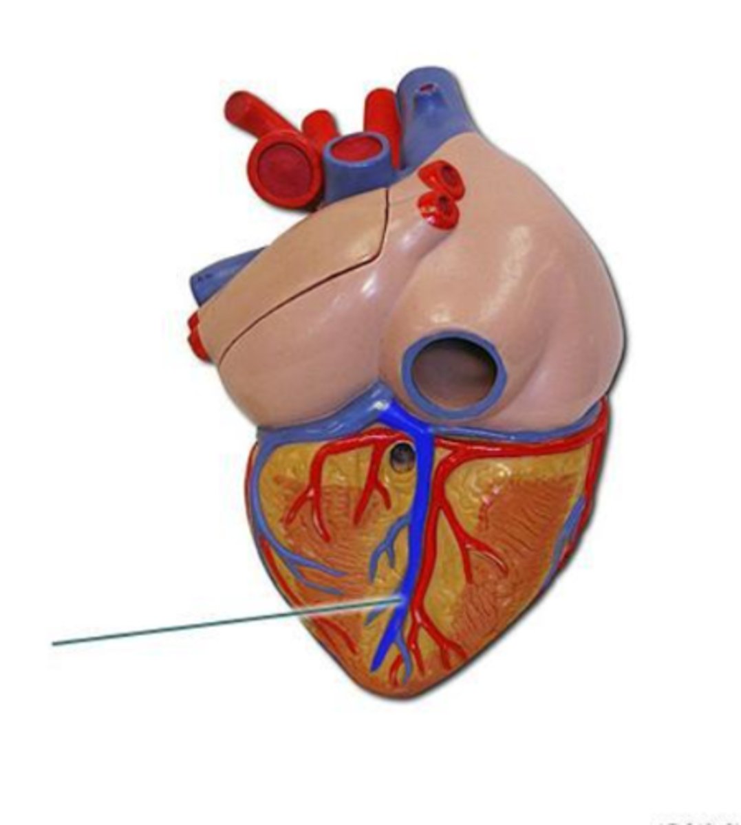 <p>middle cardiac vein</p>