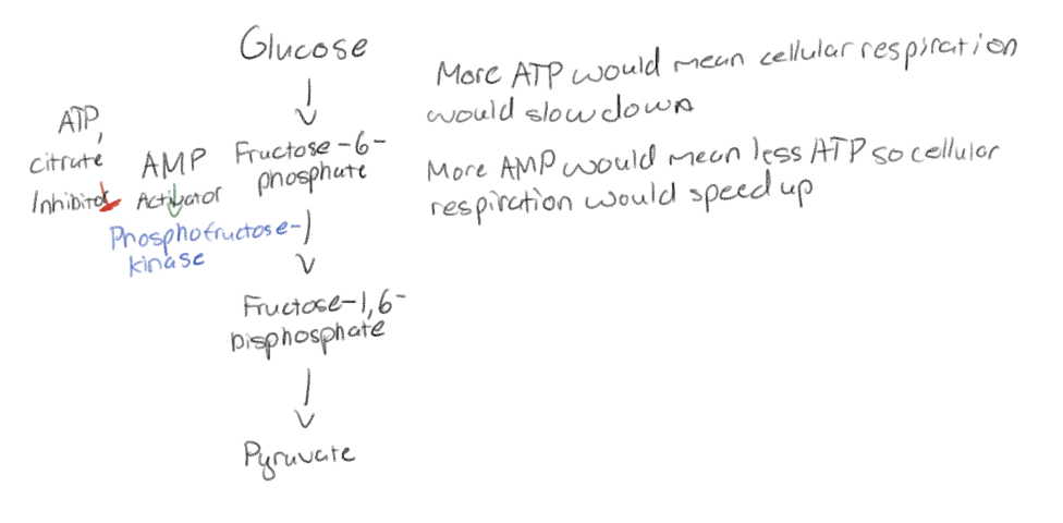 <p>The pacemaker of respiration</p><p>Allosteric enzyme with inhibitions and activators</p>