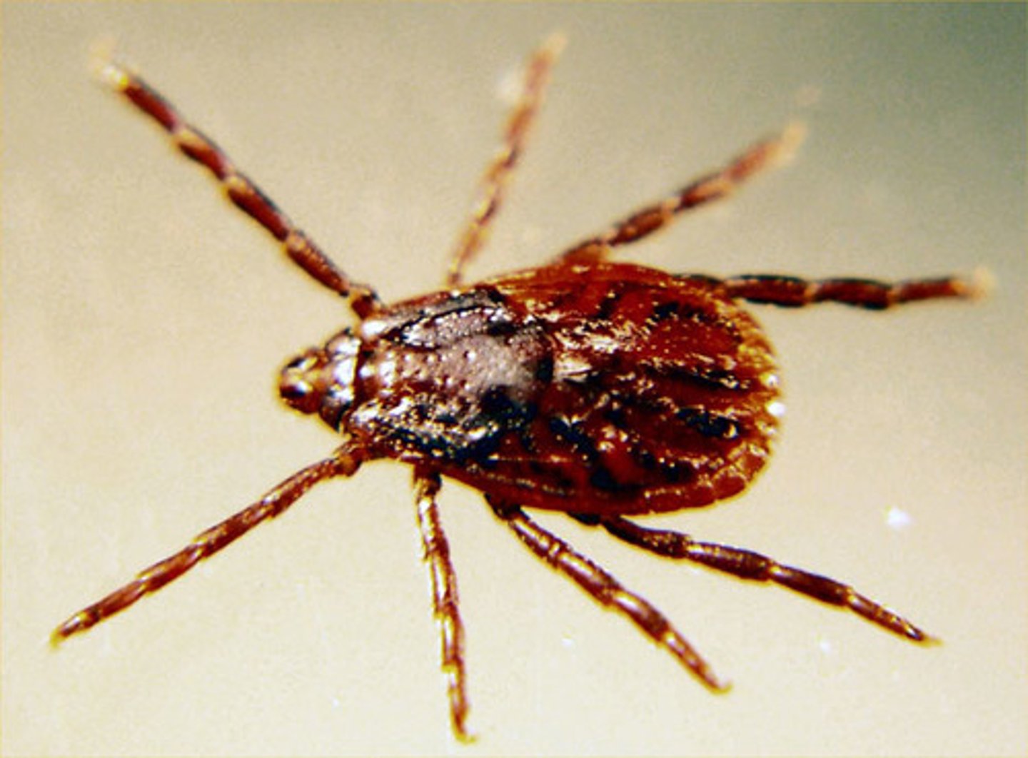 <p><span>Identify this tick (scientific and common names) and name two or more diseases that it transmits.</span></p>