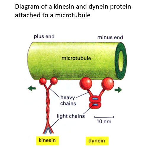 <p><span>Movement is initiated by the <strong>microtubule associated protein, Dynein</strong>; a minus end-directed motor protein.</span></p><p><span><em>Movement of organelles e.g. synaptic vesicles along axons to synapses</em></span></p><p><span>Two motor proteins<strong> <u>kinesin</u> </strong>and<strong> <u>dynein</u></strong> move cargo like vesicles along <strong>microtubules</strong>.</span></p><p><span>Kinesin moves <strong>towards microtubule + ends</strong> (cell periphery)</span></p><p><span>Dynein moves<strong> towards – ends</strong> (near <strong>nucleus</strong>).</span></p><p><span>Vesicles move 10 cm per day so can take more than a week to move down long axons</span></p><p><span><strong>Separation of chromosomes during cell division by microtubules</strong></span></p>