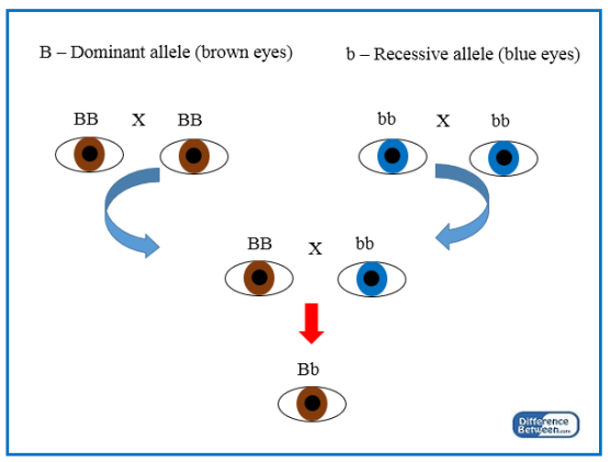 <p>Dominant allele</p>