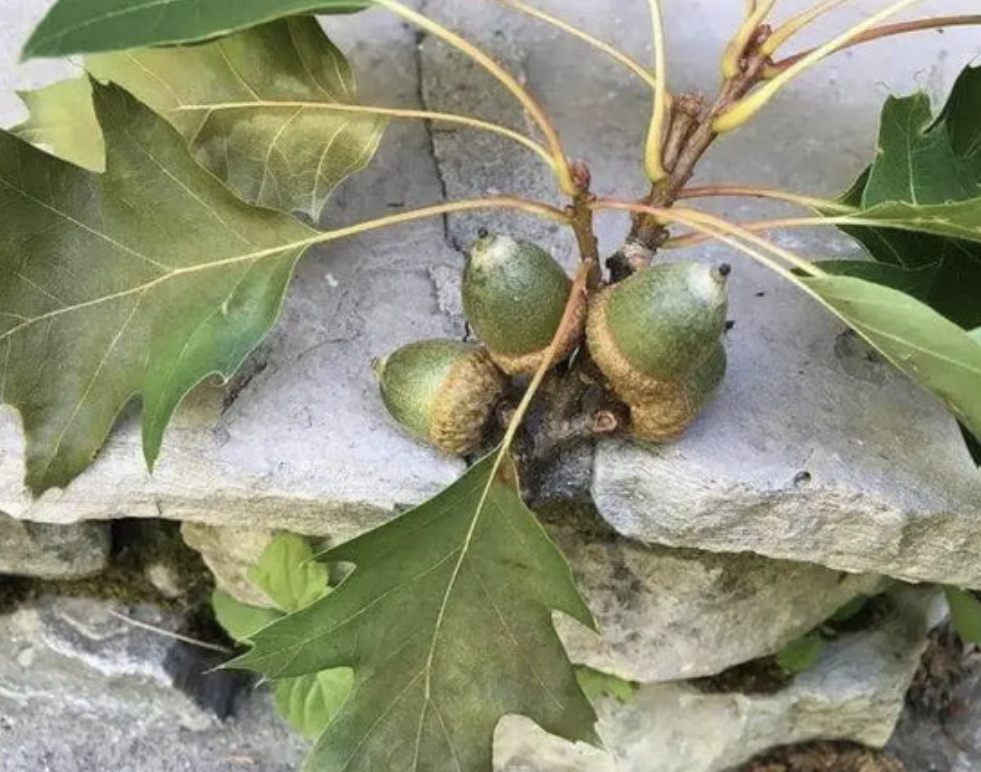 <p><em>Quercus rubra</em></p><p>Fagaceae</p>