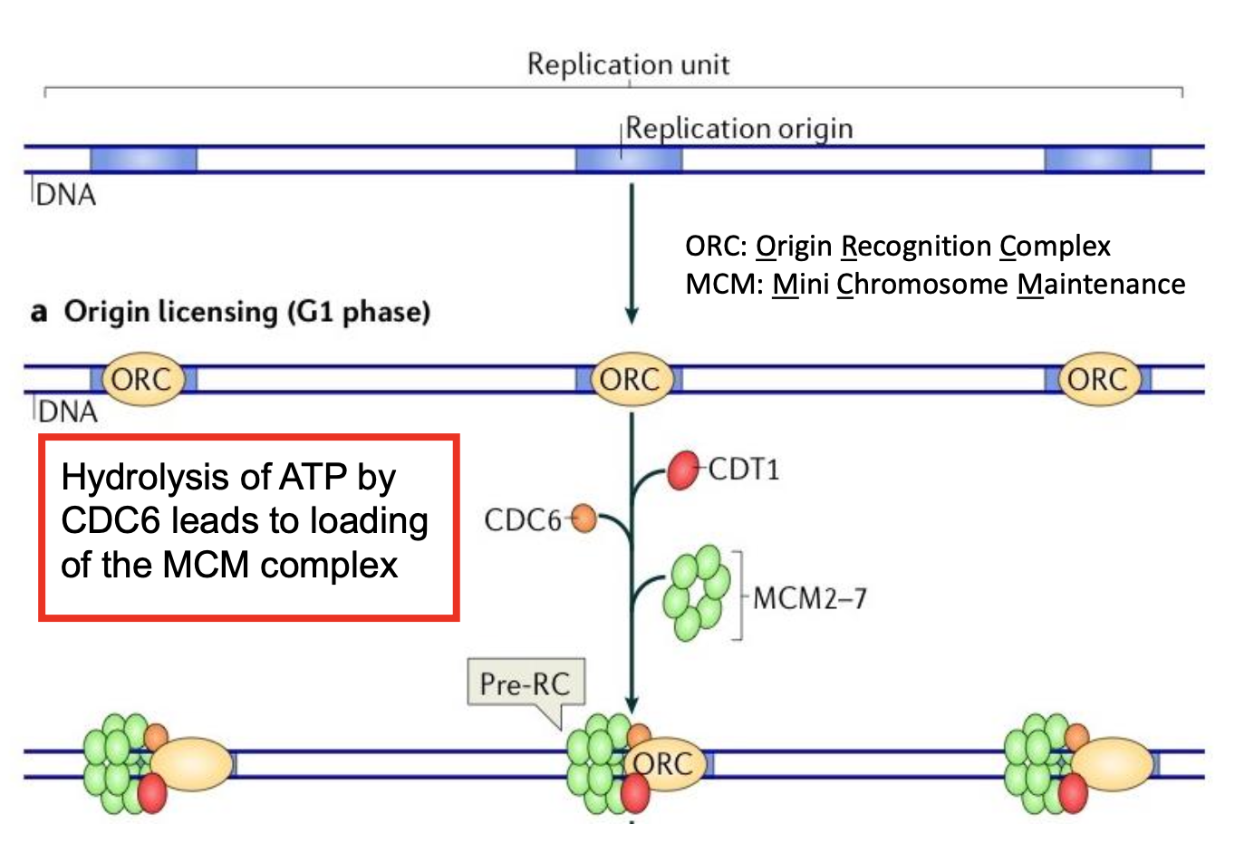 <p>Origin Recognition Complex (6-submit ATPase complex) binds DNA <br>Cdc6 &amp; Cdt1 recruit MCM2-7 double hexamer&nbsp;<br>DNA sequence<br>No strict consensus sequences&nbsp;<br>Enrichment of OGREs (Origin G-rich Repeated Elements)&nbsp;<br>Formation of G4 DNA - can act as recruit platforms for origin-binding proteins but as a barrier to fork progression if required<br>Helices such as PIF1 and BLM involved in unwinding G4s during replication</p>