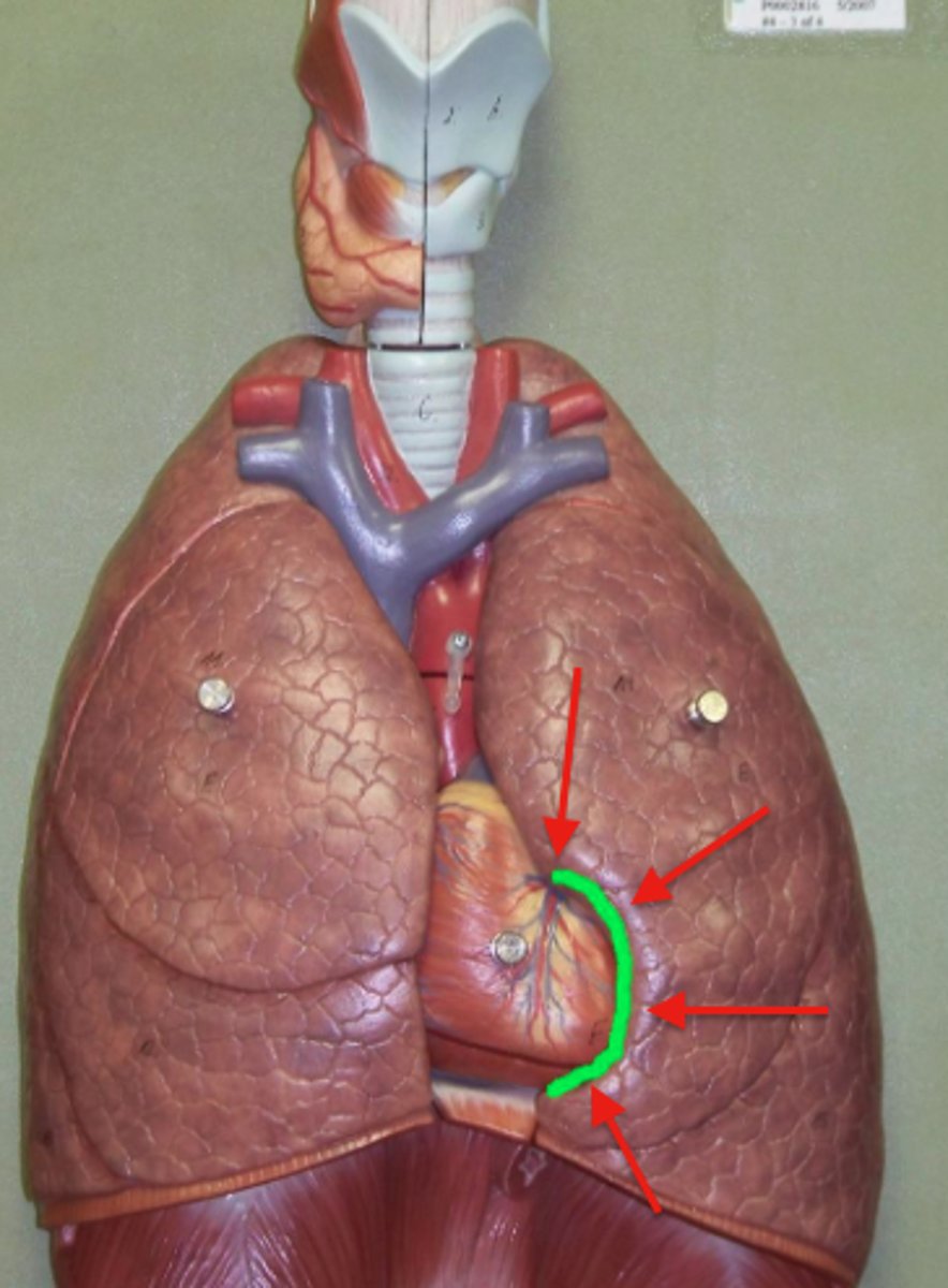 <p>a concave space on the left lung in which the heart lies</p>