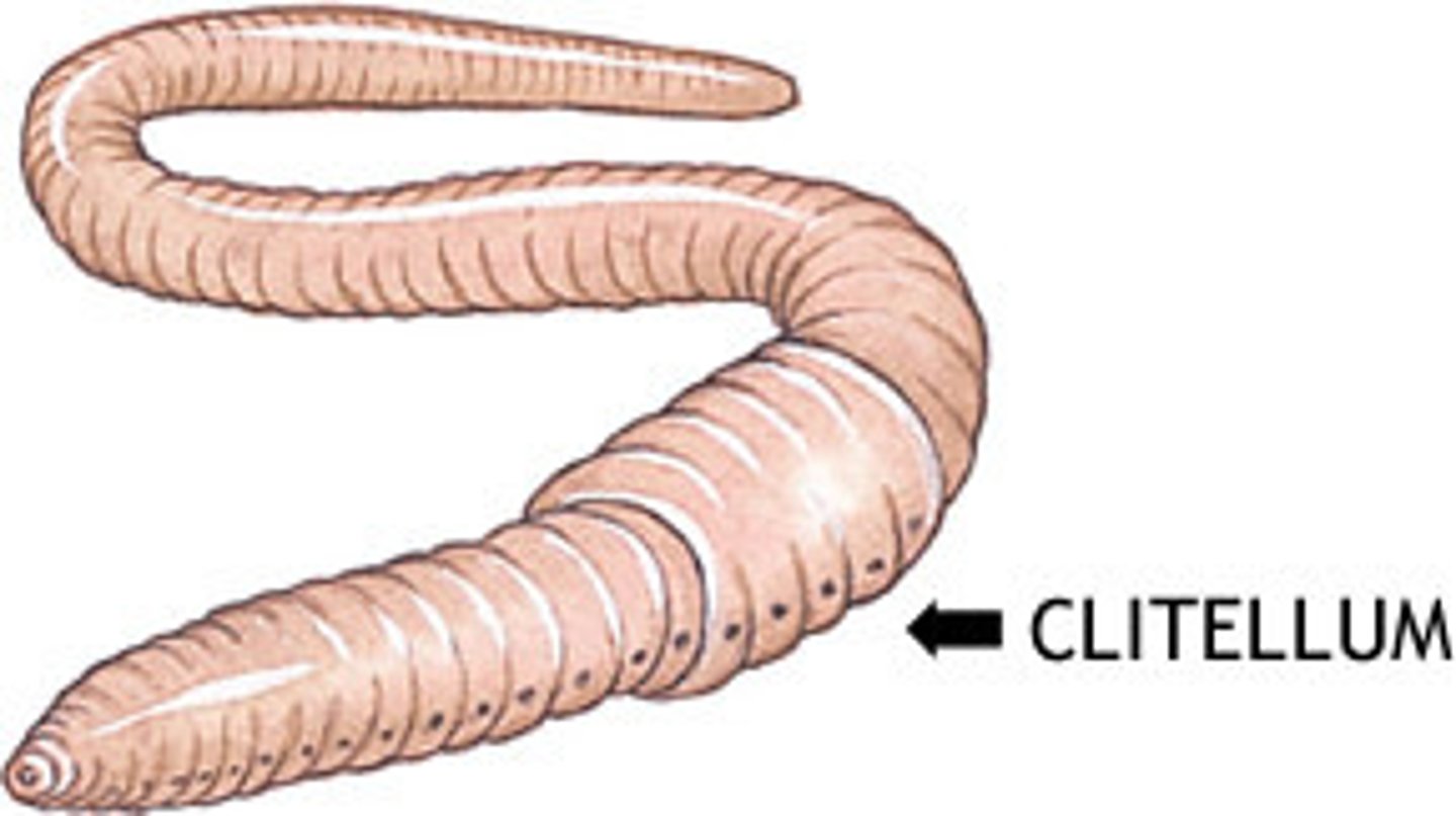 <p>series of larger segments through which copulating worms exchange sperm.</p>