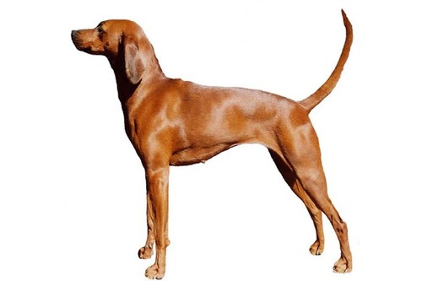 <p>Even-Tempered, Amiable, Eager to Please</p><p>AKC Breed Popularity: Ranks 143 of 194</p><p>Height: 22-27 inches (male), 21-26 inches (female)</p><p>Weight: 45-70 pounds</p><p>Life Expectancy: 12-15 years</p><p>Group: Hound Group</p>